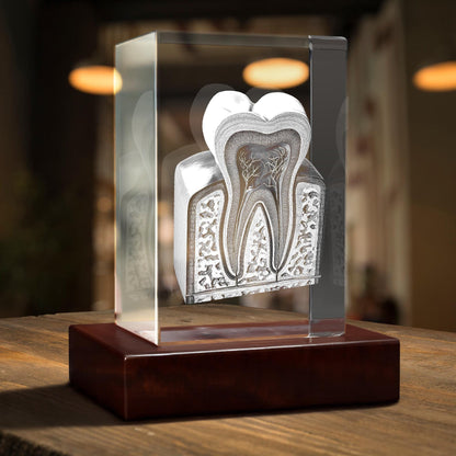 Personalized Crystal Paperweight, Laser Etched Tooth Anatomy, Dentist Office Decor
